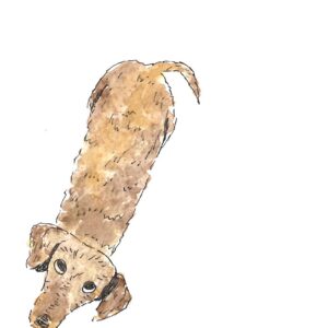 chien saucisse