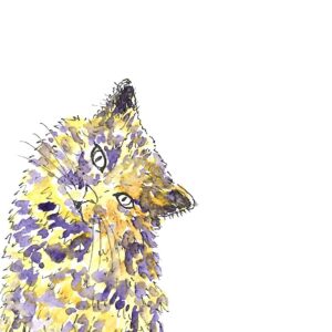 chat multicolore