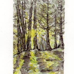 Forêt baignée de lumière