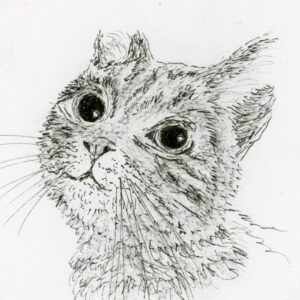 chat noir et blanc